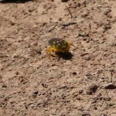 Bembix sp. (genus) (Unidentified Bembix sand wasp) at Wodonga - 4 Feb 2022 by KylieWaldon