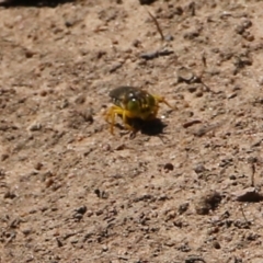 Bembix sp. (genus) (Unidentified Bembix sand wasp) at West Wodonga, VIC - 5 Feb 2022 by KylieWaldon