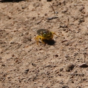 Bembix sp. (genus) at West Wodonga, VIC - 5 Feb 2022 09:50 AM
