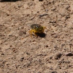 Bembix sp. (genus) at West Wodonga, VIC - 5 Feb 2022