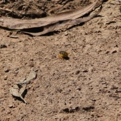 Bembix sp. (genus) at West Wodonga, VIC - 5 Feb 2022