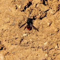 Paralastor sp. (genus) (Potter Wasp) at Felltimber Creek NCR - 4 Feb 2022 by KylieWaldon