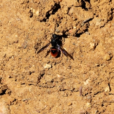 Paralastor sp. (genus) (Potter Wasp) at Felltimber Creek NCR - 4 Feb 2022 by KylieWaldon