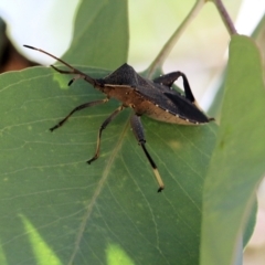 Amorbus sp. (genus) (Eucalyptus Tip bug) at West Wodonga, VIC - 4 Feb 2022 by KylieWaldon