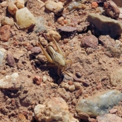 Praxibulus sp. (genus) (A grasshopper) at West Wodonga, VIC - 5 Feb 2022 by KylieWaldon