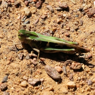 Gastrimargus musicus (Yellow-winged Locust or Grasshopper) at Felltimber Creek NCR - 4 Feb 2022 by KylieWaldon