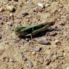 Gastrimargus musicus at West Wodonga, VIC - 5 Feb 2022 09:58 AM