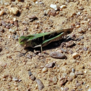 Gastrimargus musicus at West Wodonga, VIC - 5 Feb 2022 09:58 AM