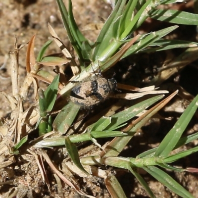 Liparetrus sp. (genus) (Chafer beetle) at Wodonga - 4 Feb 2022 by KylieWaldon