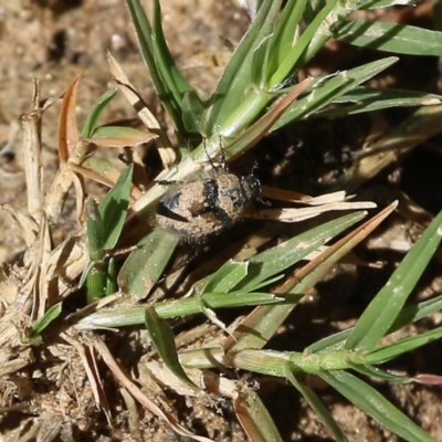 Liparetrus sp. (genus) (Chafer beetle) at West Wodonga, VIC - 5 Feb 2022 by KylieWaldon