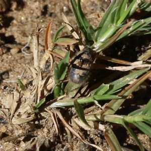 Liparetrus sp. (genus) at West Wodonga, VIC - 5 Feb 2022 10:05 AM