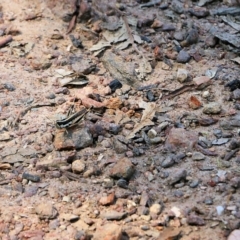 Macrotona securiformis (Inland Macrotona) at Felltimber Creek NCR - 4 Feb 2022 by KylieWaldon