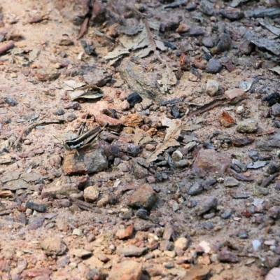 Macrotona securiformis (Inland Macrotona) at Felltimber Creek NCR - 4 Feb 2022 by KylieWaldon
