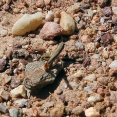 Macrotona securiformis at West Wodonga, VIC - 5 Feb 2022