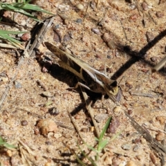 Gastrimargus musicus (Yellow-winged Locust or Grasshopper) at Wodonga - 4 Feb 2022 by KylieWaldon