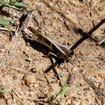 Gastrimargus musicus (Yellow-winged Locust or Grasshopper) at Wodonga - 4 Feb 2022 by KylieWaldon