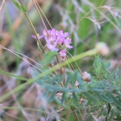 Centaurium erythraea (Common Centaury) at West Wodonga, VIC - 4 Feb 2022 by KylieWaldon