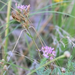 Centaurium erythraea at West Wodonga, VIC - 5 Feb 2022