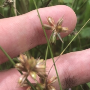 Juncus homalocaulis at O'Malley, ACT - 5 Feb 2022 03:13 PM