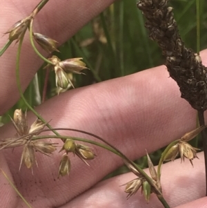 Juncus homalocaulis at O'Malley, ACT - 5 Feb 2022 03:13 PM