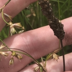 Juncus homalocaulis at O'Malley, ACT - 5 Feb 2022 03:13 PM