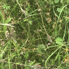 Juncus homalocaulis at O'Malley, ACT - 5 Feb 2022 03:13 PM