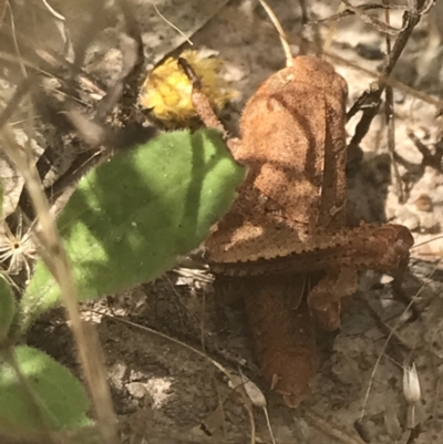 Gastrimargus musicus (Yellow-winged Locust or Grasshopper) at Mount Mugga Mugga - 5 Feb 2022 by Tapirlord