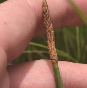 Eleocharis acuta at O'Malley, ACT - 5 Feb 2022 03:18 PM