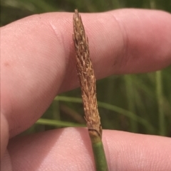 Eleocharis acuta at O'Malley, ACT - 5 Feb 2022 03:18 PM