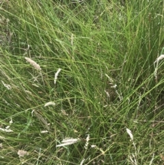 Eleocharis acuta at O'Malley, ACT - 5 Feb 2022 03:18 PM