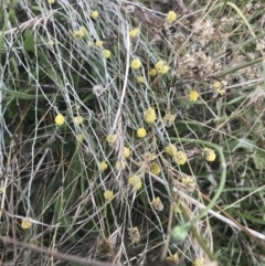 Calocephalus citreus (Lemon Beauty Heads) at O'Malley, ACT - 5 Feb 2022 by Tapirlord