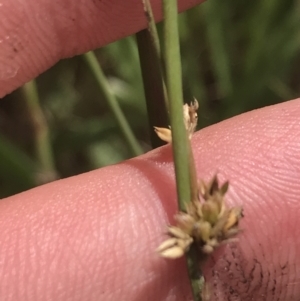 Juncus subsecundus at O'Malley, ACT - 5 Feb 2022 03:26 PM