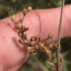 Juncus subsecundus at O'Malley, ACT - 5 Feb 2022 03:26 PM