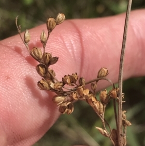 Juncus subsecundus at O'Malley, ACT - 5 Feb 2022