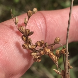 Juncus subsecundus at O'Malley, ACT - 5 Feb 2022 03:26 PM