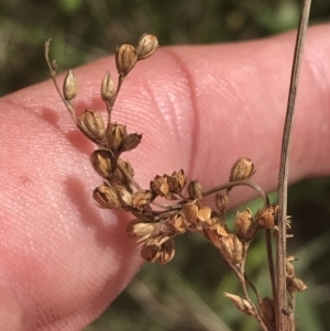 Juncus subsecundus at O'Malley, ACT - 5 Feb 2022