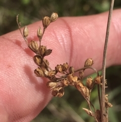 Juncus subsecundus at O'Malley, ACT - 5 Feb 2022