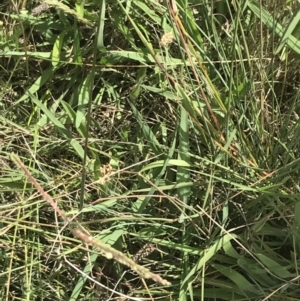 Juncus subsecundus at O'Malley, ACT - 5 Feb 2022 03:26 PM