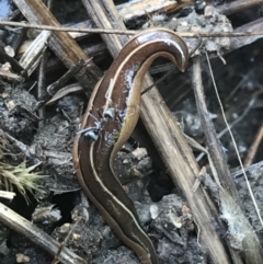 Australopacifica scaphoidea (Skiff planarian) at O'Malley, ACT - 5 Feb 2022 by Tapirlord