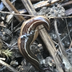 Australopacifica scaphoidea at O'Malley, ACT - 5 Feb 2022