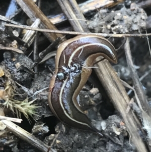 Australopacifica scaphoidea at O'Malley, ACT - 5 Feb 2022