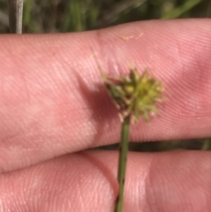 Cyperus sphaeroideus at O'Malley, ACT - 5 Feb 2022 03:29 PM