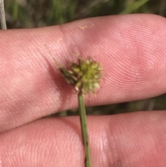 Cyperus sphaeroideus at O'Malley, ACT - 5 Feb 2022