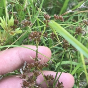 Juncus articulatus at O'Malley, ACT - 5 Feb 2022 03:34 PM