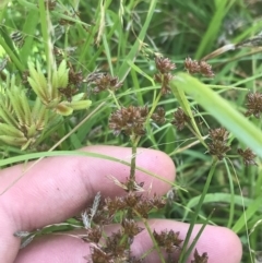 Juncus articulatus at O'Malley, ACT - 5 Feb 2022 03:34 PM