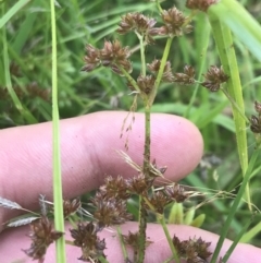 Juncus articulatus at O'Malley, ACT - 5 Feb 2022 03:34 PM