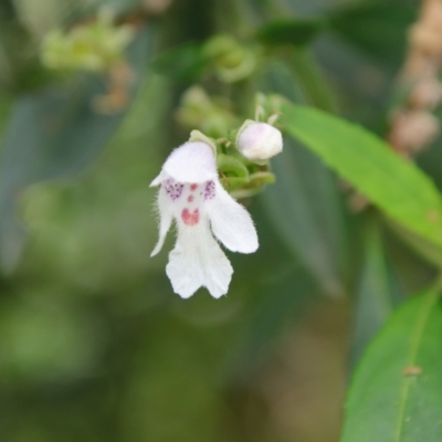 Prostanthera lasianthos (Victorian Christmas Bush) at Mongarlowe River - 5 Feb 2022 by LisaH