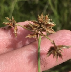 Cyperus lhotskyanus (A Sedge) at GG172 - 5 Feb 2022 by Tapirlord