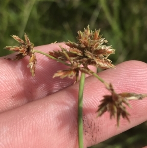 Cyperus lhotskyanus at O'Malley, ACT - 5 Feb 2022