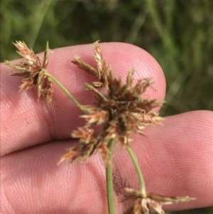 Cyperus lhotskyanus at O'Malley, ACT - 5 Feb 2022